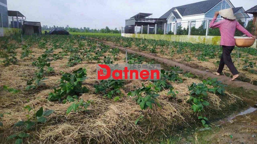 BÁN ĐẤT GIÁ RẺ