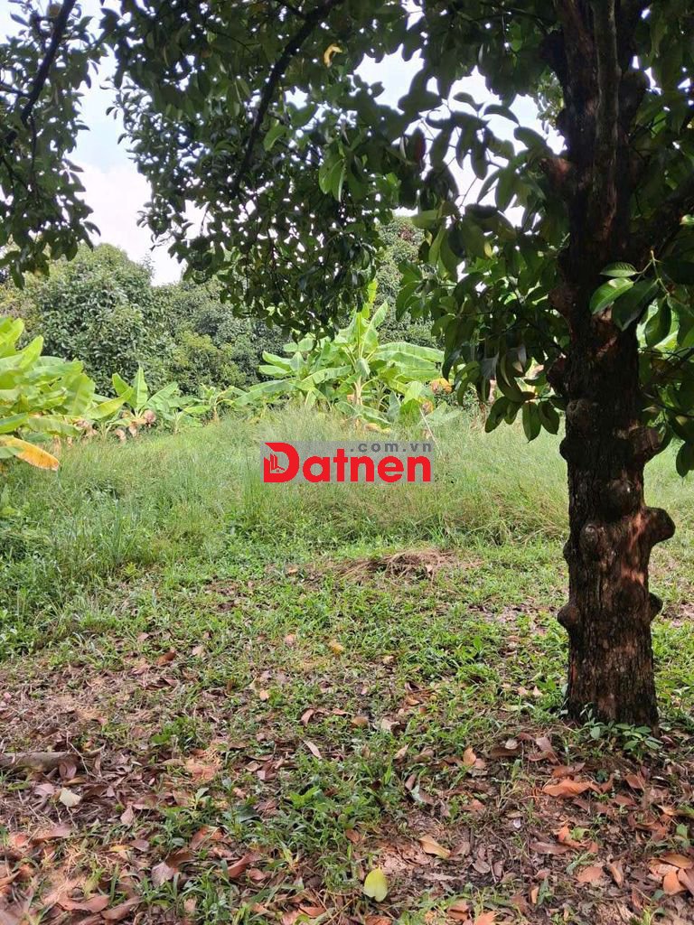 Đất vườn có thổ cư đường cách mạng tháng Tám vào 120m