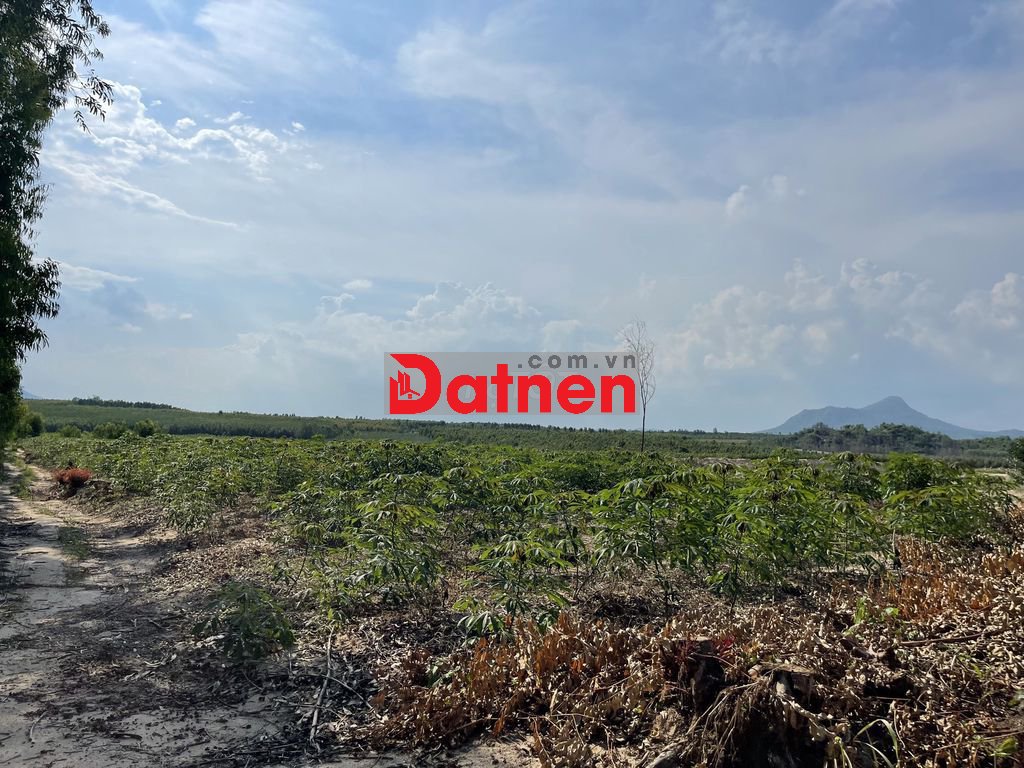 Bán 4 sào đất Tân Bình, LaGi gần đường tránh 719 giá rẻ 300 triệu/ sào