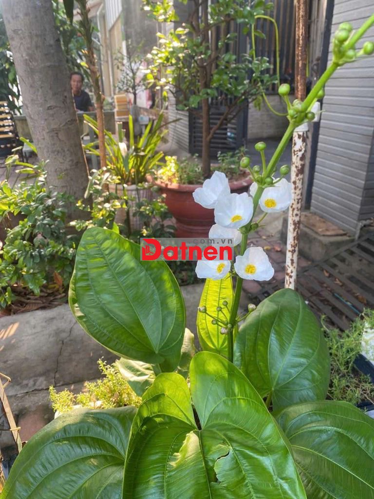 Bán lô đất MT kinh doanh đường chính chợ hoàng da