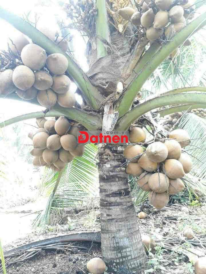 Cần bán đất vườn dừa, sẵn dừa hái ăn