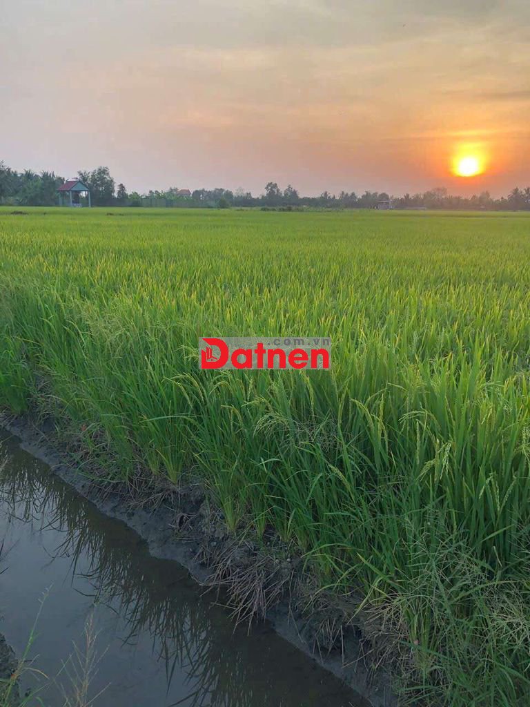 Bán đất nông nghiệp