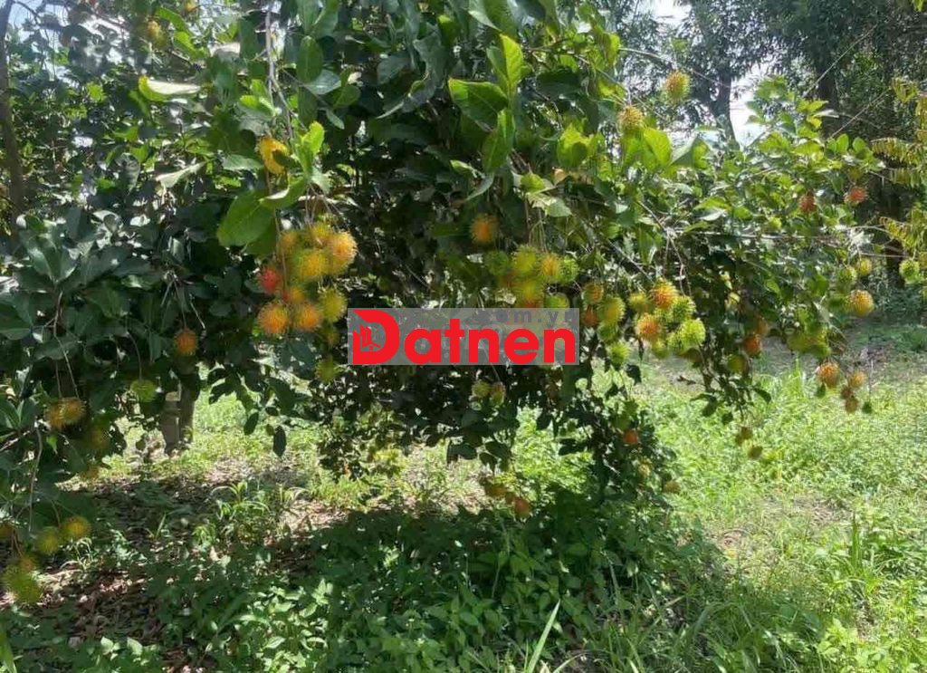CHỦ VỀ QUÊ ĐỂ LẠI NHÀ VƯỜN