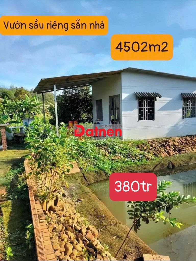 🔥 CHÚ 9 BÁN RẺ LẠI VƯỜN SẦU RIÊNG SẴN NHÀ