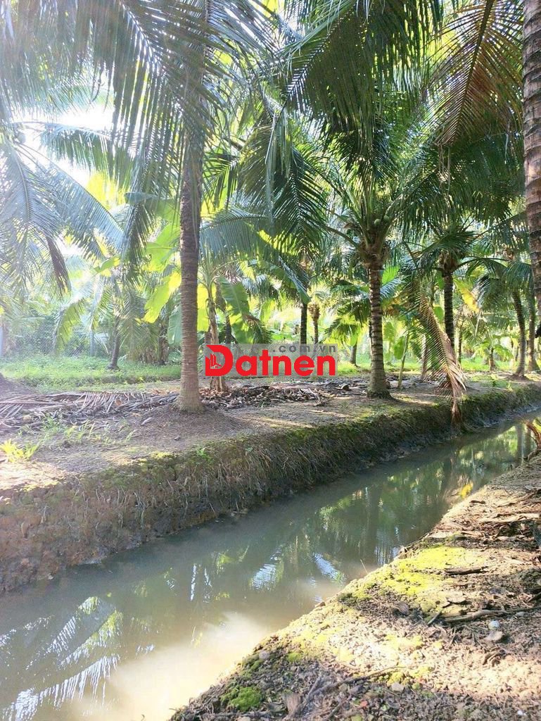 Đất vườn nghỉ dưỡng Phường Phú Tân Bến Tre