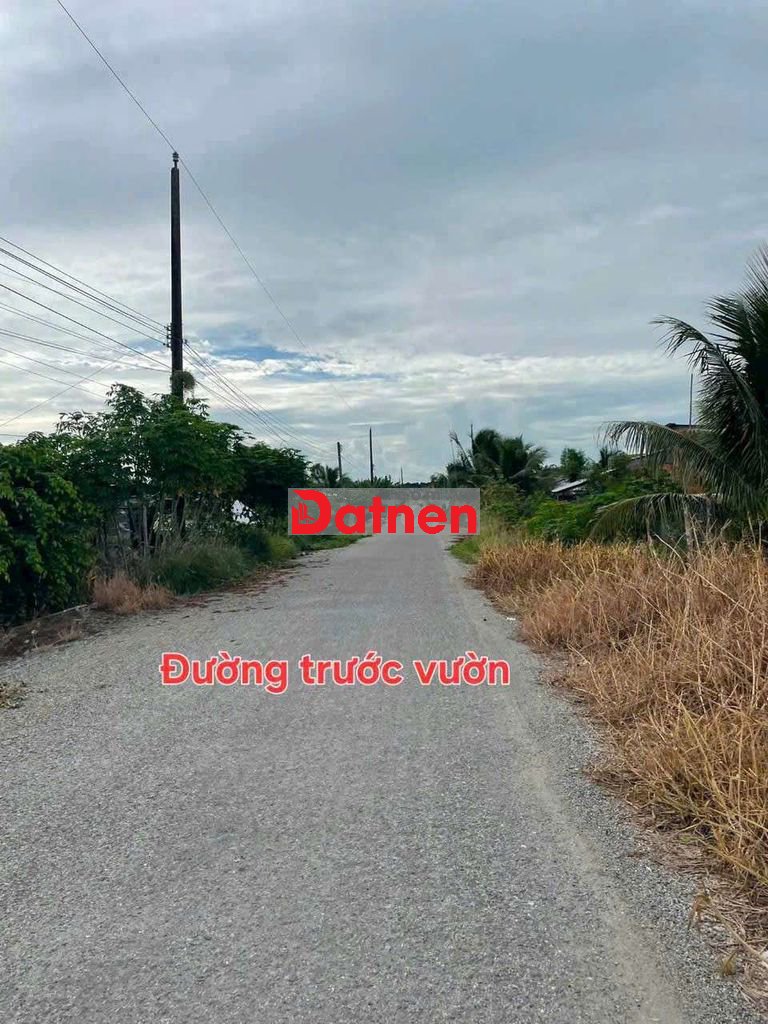 BÁN VƯỜN SẦU RIÊNG ĐANG CHO TRÁI