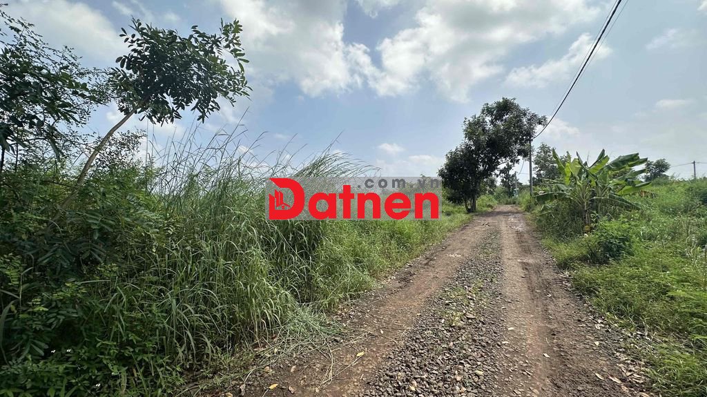 Chính chủ bán 1000m2 Sống trầu ấp 3