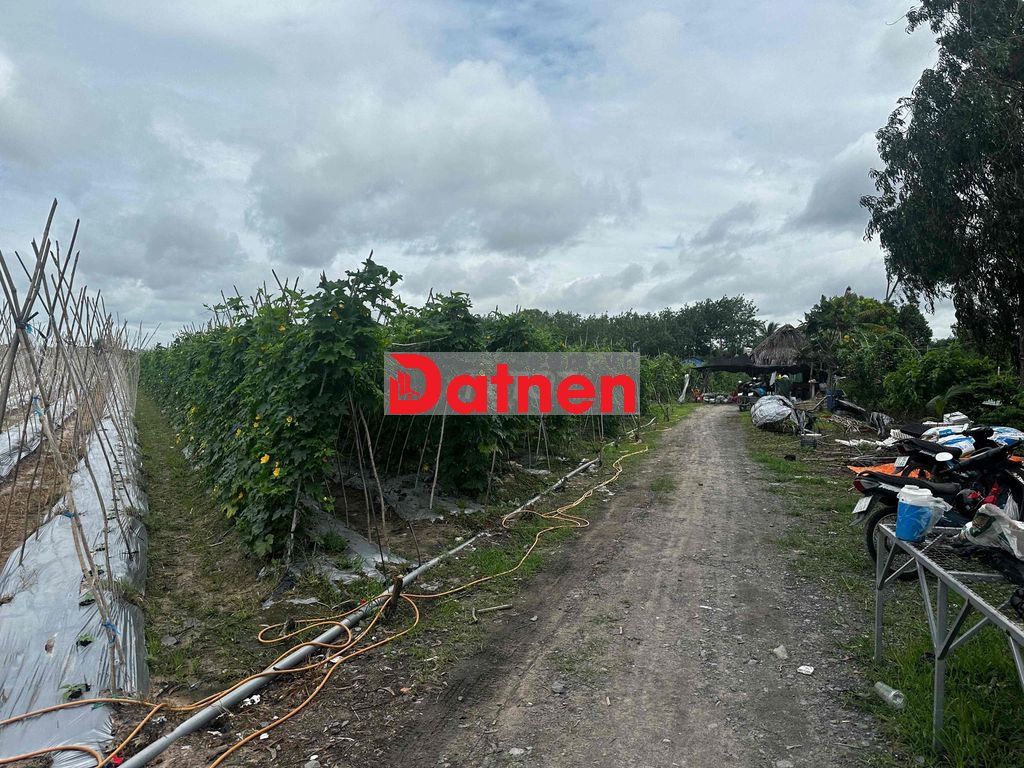 BÁN ĐẤT NGUYỄN THỊ RÀNH NHUẬN ĐỨC – CỦ CHI | 8.812m² | 300M2 THỔ CƯ