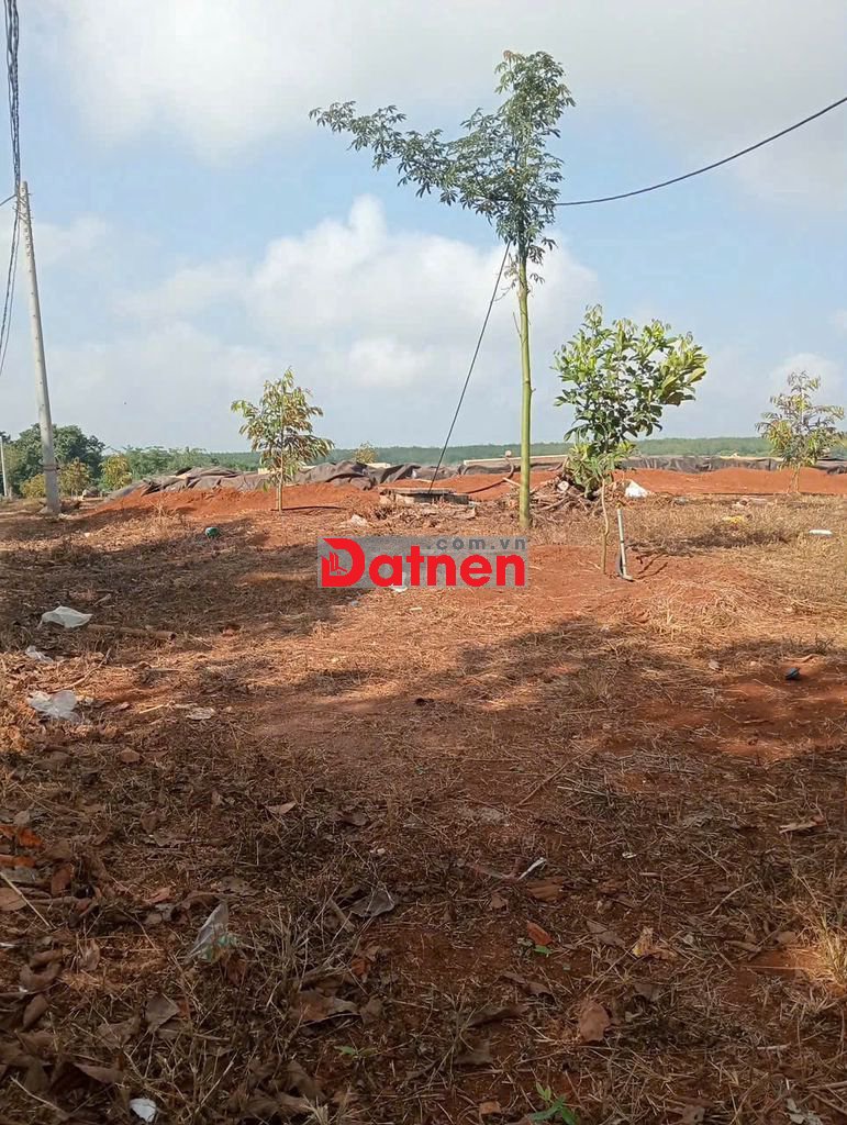 CHÍNH CHỦ CẦN BÁN VƯỜN SẦU RIÊNG 16000M2