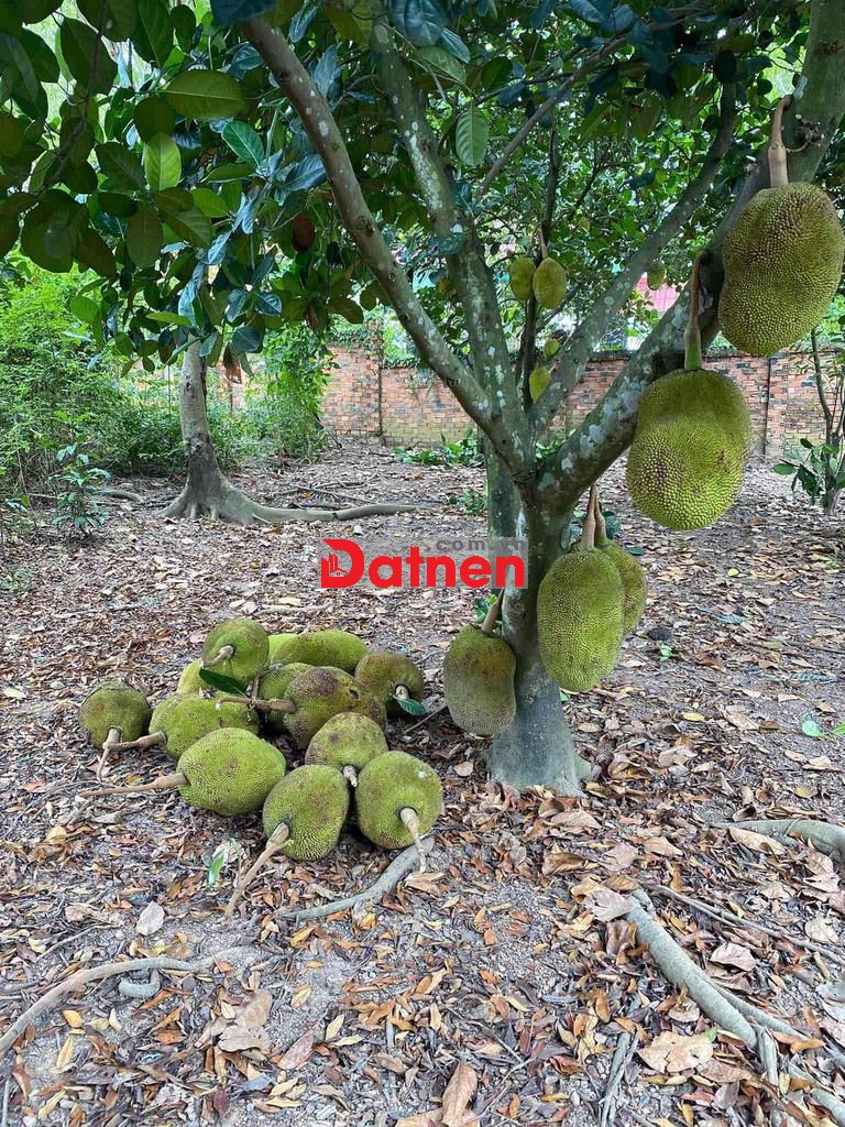 Cần Bán Gấp Đất 2 Mặt Tiền