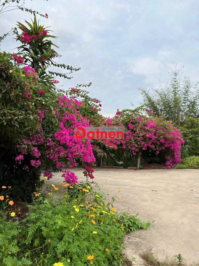 Lô đất nhà vườn cực đẹp 607m2 giá 350 triệu ngay thị xã Trảng Bàng Lô đất nhà vườn cực đẹp 607m2 giá 350 triệu ngay thị xã Trảng Bàng