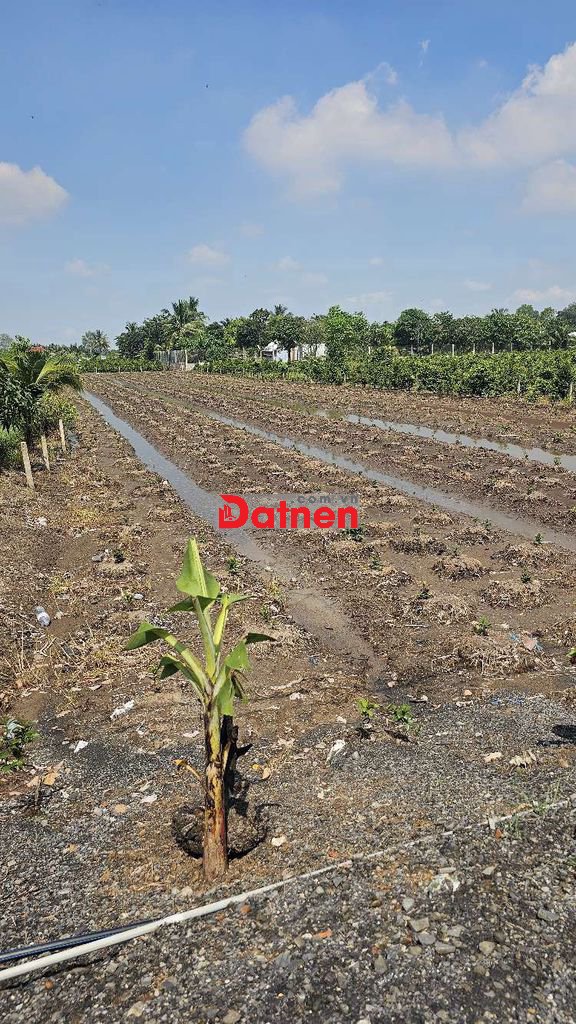 850m2 đất vườn có sẵn nhà lá